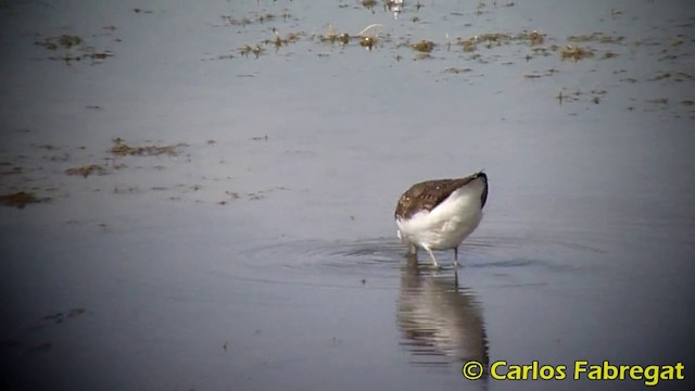 Green Sandpiper - ML201871111