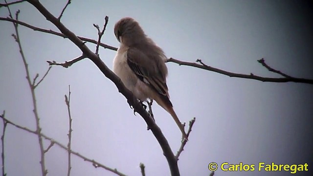 ťuhýk mongolský (ssp. isabellinus) - ML201871121