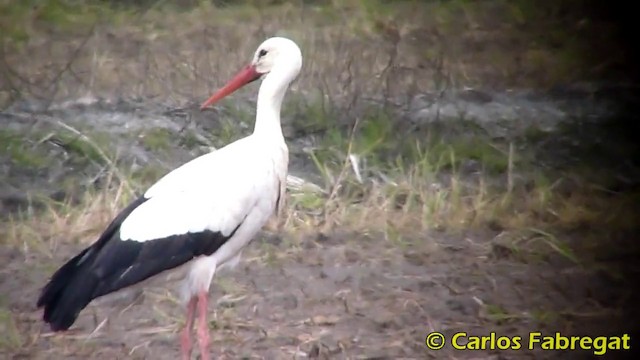 White Stork - ML201871221