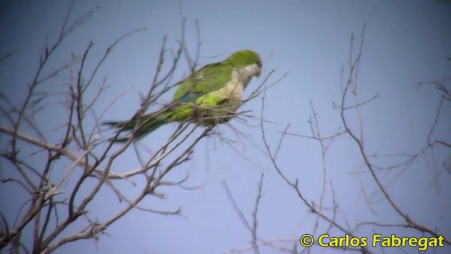 Monk Parakeet (Monk) - ML201871241