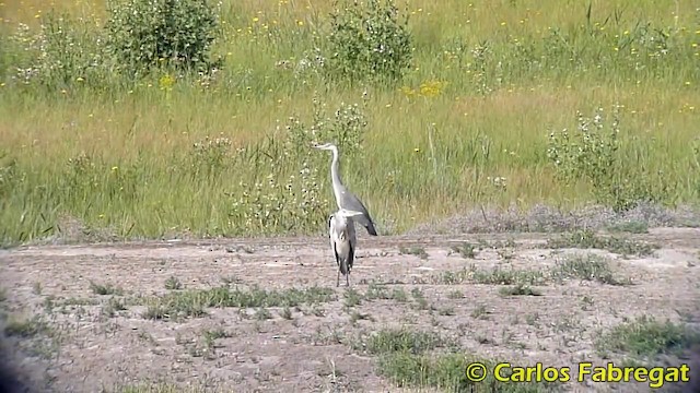 Gray Heron (Gray) - ML201871251