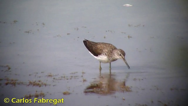 Green Sandpiper - ML201871261