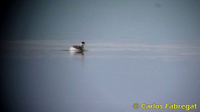 Eared Grebe - ML201871271