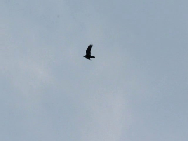 Common Raven - ML201871301