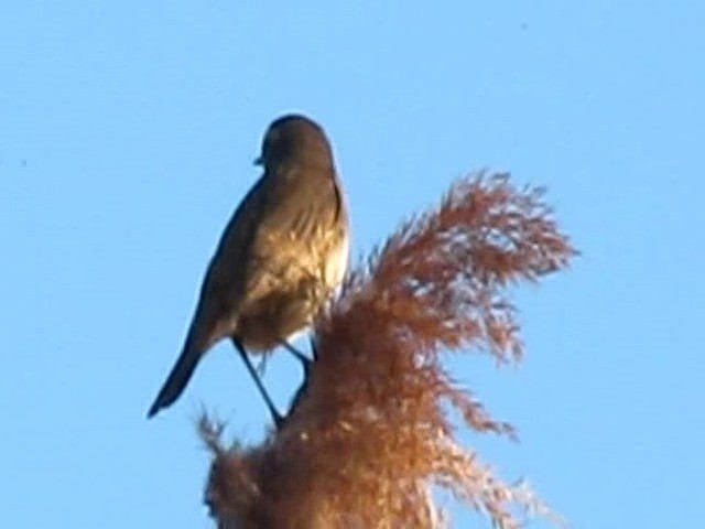 Blaukehlchen (Rotsterniges) - ML201871731