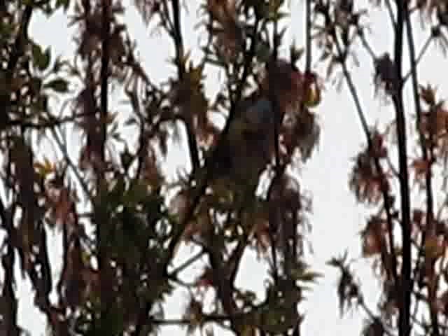 Eurasian Magpie (Eurasian) - ML201871751