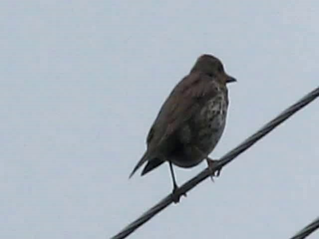 Song Thrush - ML201871841