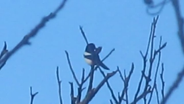 Eurasian Magpie (Eurasian) - ML201872211