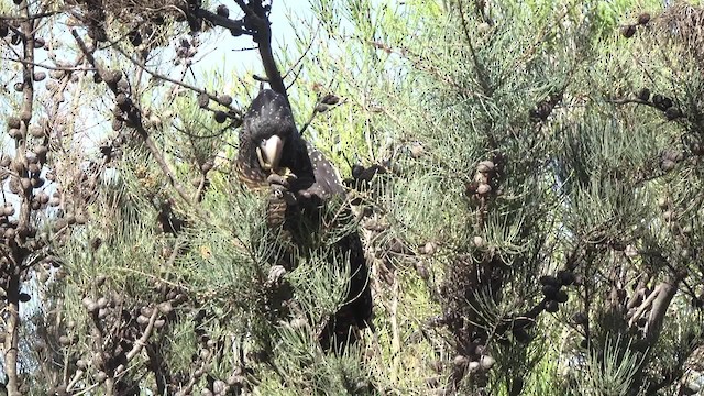 Red-tailed Black-Cockatoo - ML201872991