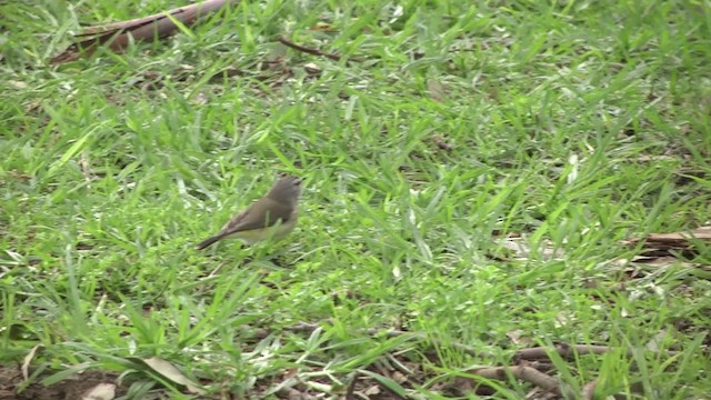 Шиподзьоб жовтогузий - ML201873011