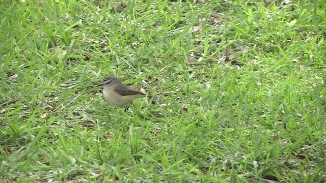 Шиподзьоб жовтогузий - ML201873021