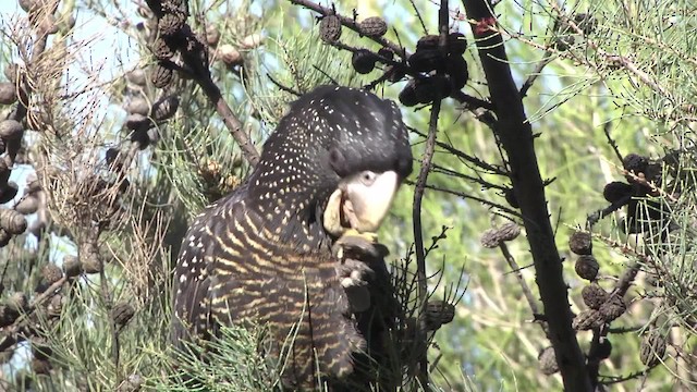 Red-tailed Black-Cockatoo - ML201873031