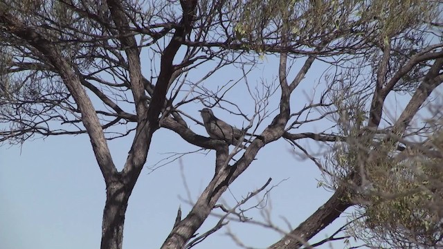 Pallid Cuckoo - ML201873101