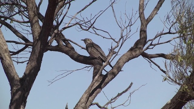 Pallid Cuckoo - ML201873111