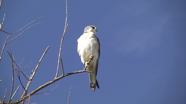 Nankeen Kestrel - ML201873141