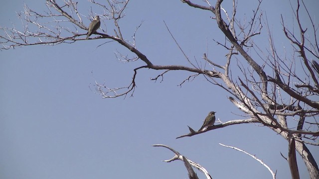 Horsfield's Bronze-Cuckoo - ML201873161