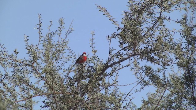 Crimson Chat - ML201873181