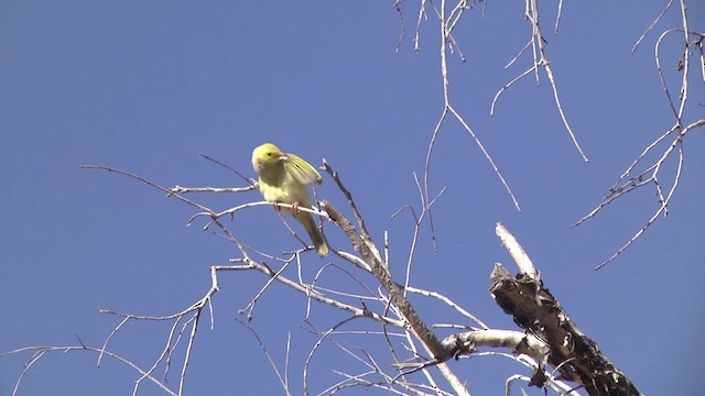 White-plumed Honeyeater - ML201873211