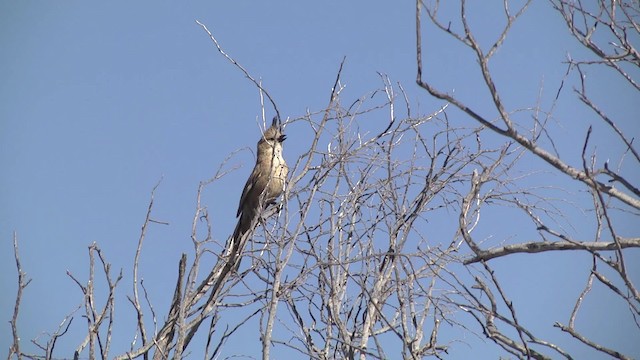 Chiming Wedgebill - ML201873231