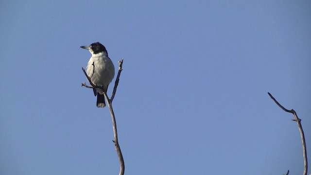 Gray Butcherbird - ML201873331