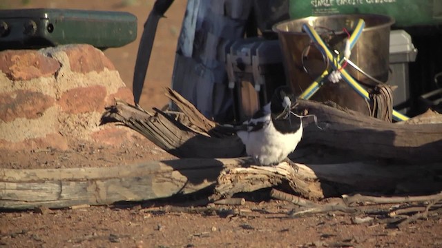 Pied Butcherbird - ML201873351