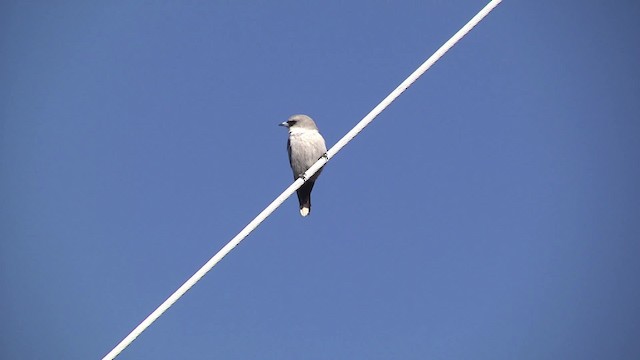 Black-faced Woodswallow (Black-vented) - ML201873391