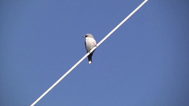 Black-faced Woodswallow (Black-vented) - ML201873391