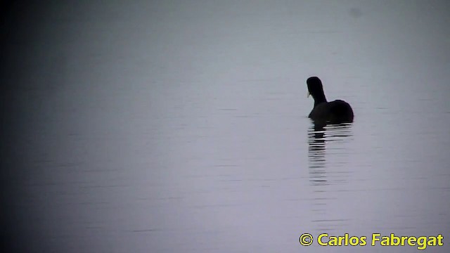 Eurasian Coot - ML201873411