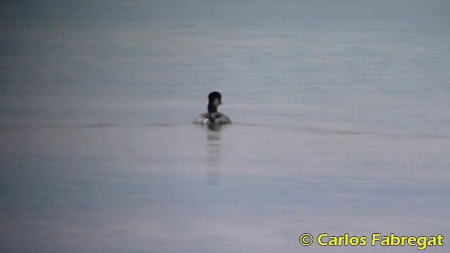 Eared Grebe - ML201873441