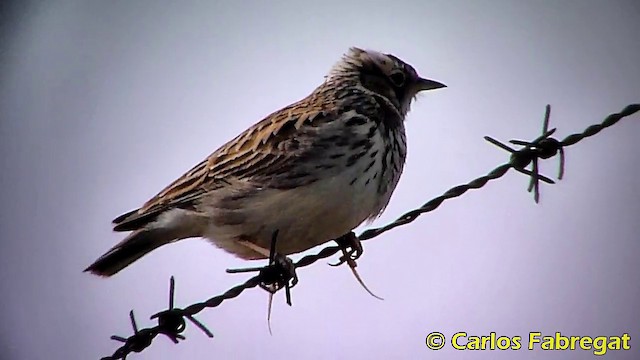 Wood Lark - ML201873481