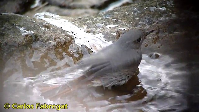 Colirrojo Tizón (gibraltariensis/aterrimus) - ML201873531