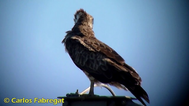 Culebrera Europea - ML201873681