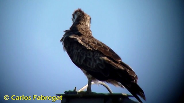 Culebrera Europea - ML201873681