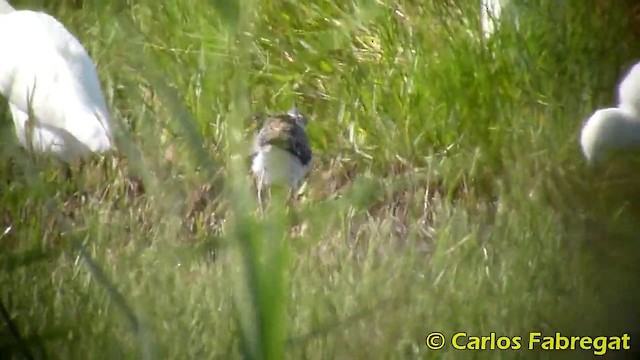 Black-winged Stilt - ML201873731