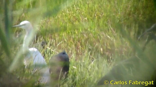 Glossy Ibis - ML201873741