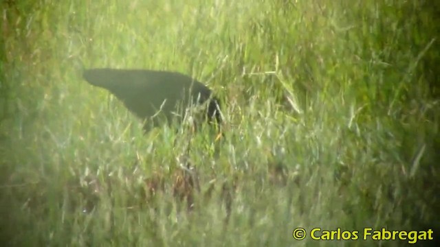 Glossy Ibis - ML201873751