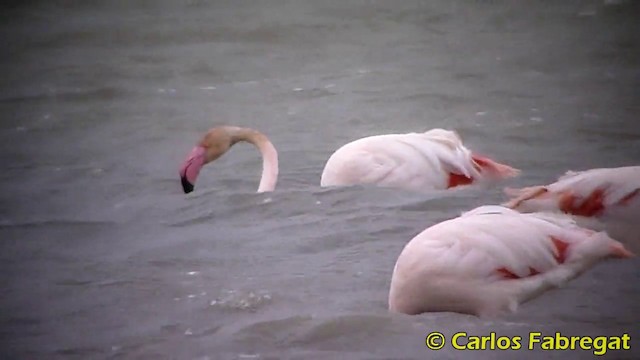 Greater Flamingo - ML201873841