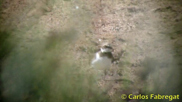 Little Ringed Plover (curonicus) - ML201873951