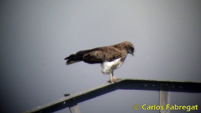 Short-toed Snake-Eagle - ML201873961