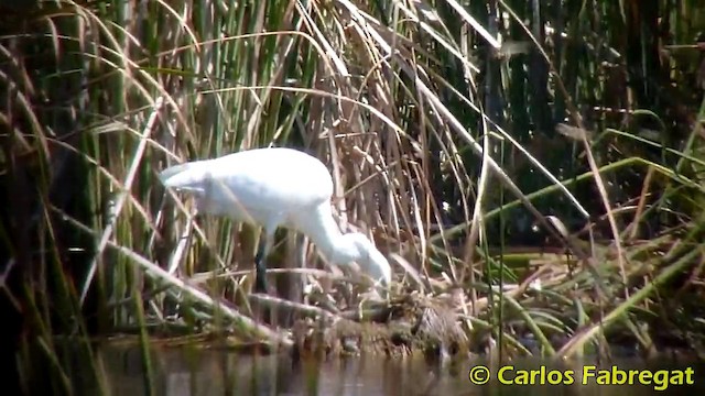 Little Egret (Western) - ML201873991