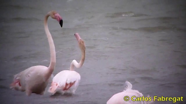 Greater Flamingo - ML201874021