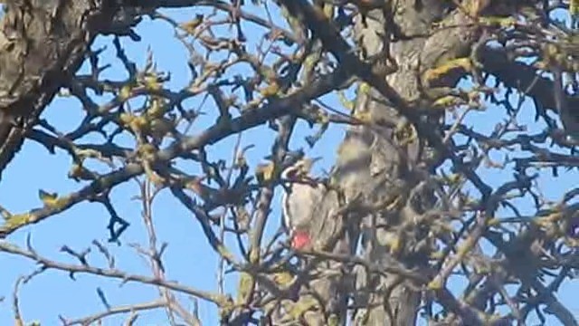 Syrian Woodpecker - ML201874101