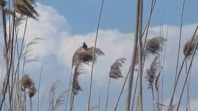 Blaukehlchen (Rotsterniges) - ML201874391