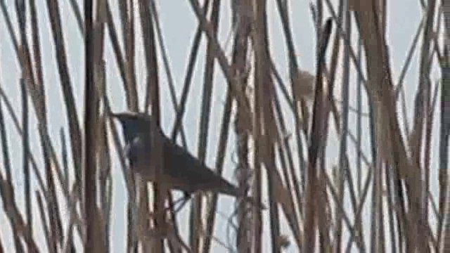 Bluethroat (Red-spotted) - ML201874401