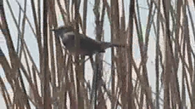 Bluethroat (Red-spotted) - ML201874411