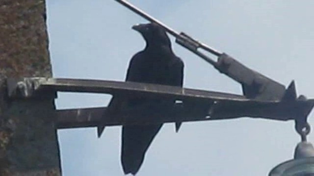 Common Raven - ML201874571