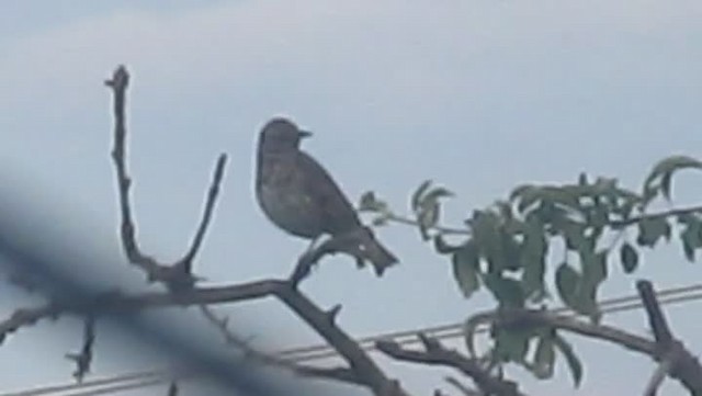 Song Thrush - ML201875291