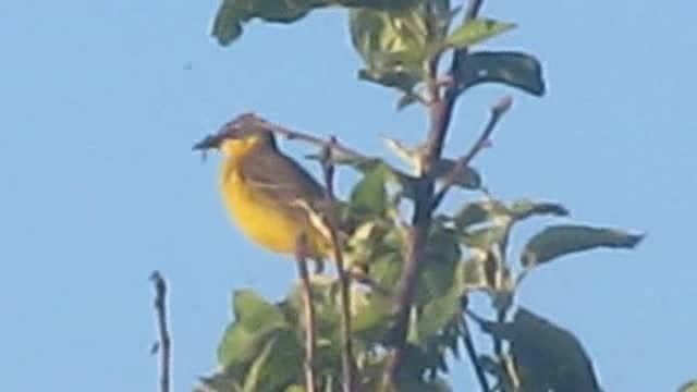 Western Yellow Wagtail (flava) - ML201875541