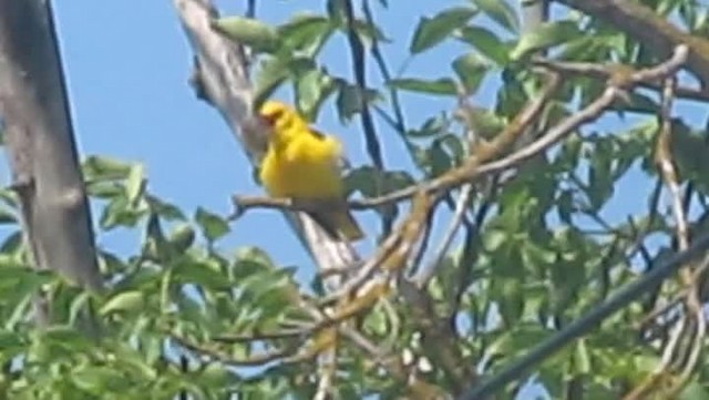 Eurasian Golden Oriole - ML201875581