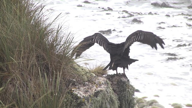 Turkey Vulture (South Temperate) - ML201875761